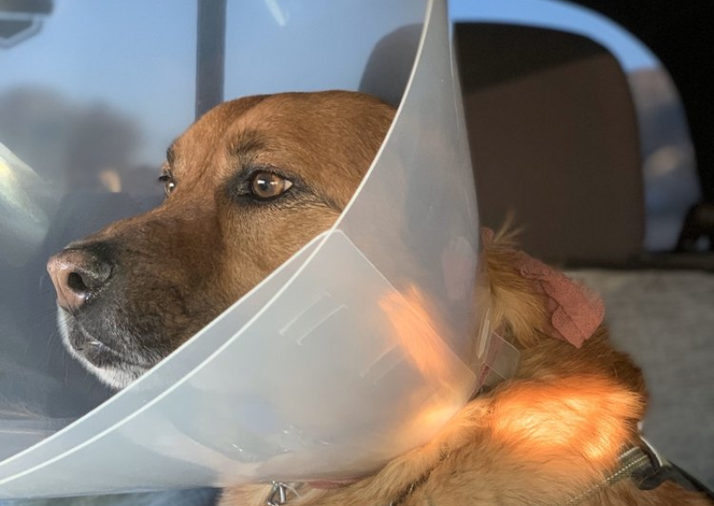 Carousel Slide 2: Post surgery after our Canine Diagnostics treatment