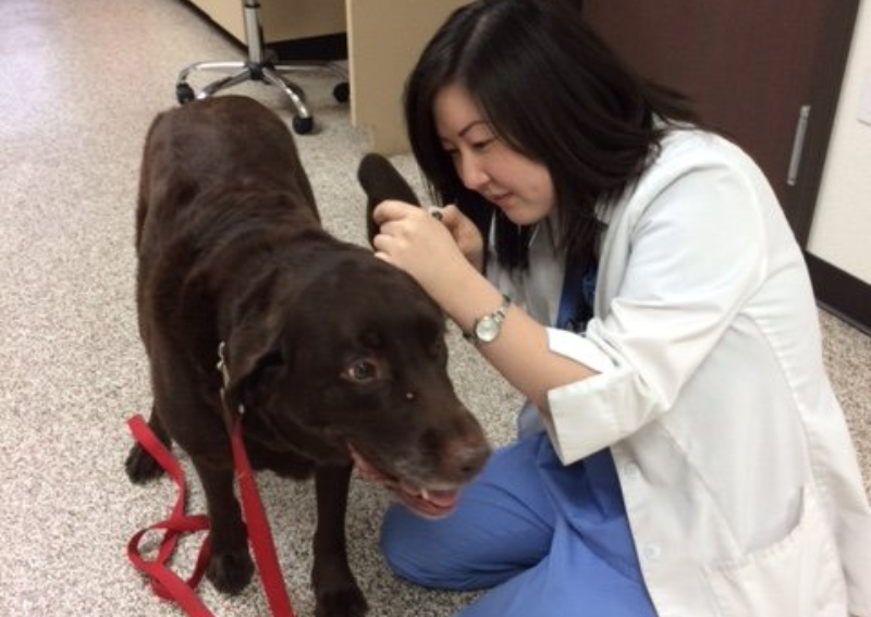 Carousel Slide 3: Dr. Chang helps administer routine dog exams